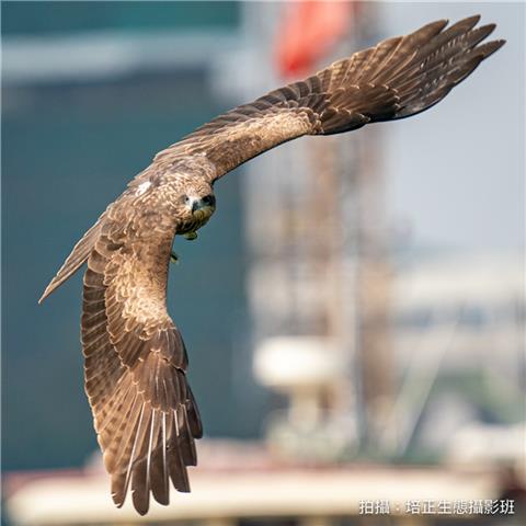 黑鳶